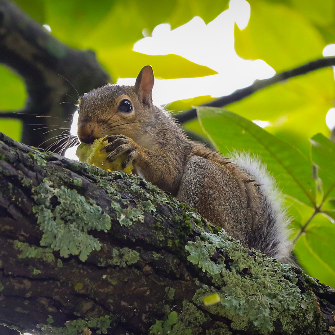 Squirrel in tree.